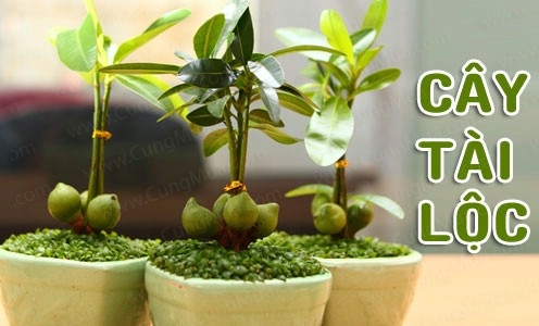 Những loại cây cảnh dễ trồng mang lại tài lộc cho gia chủ